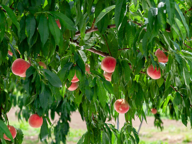 こばやし園 あかつき
