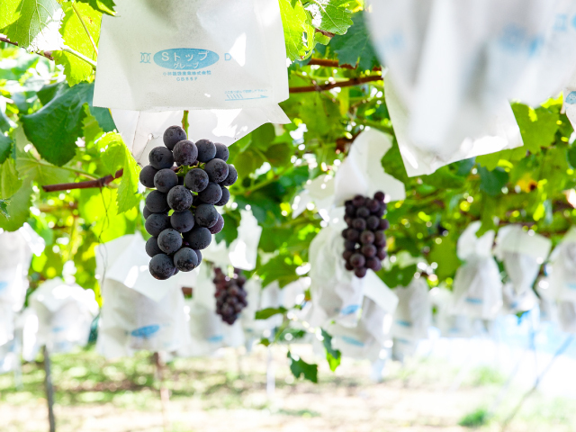 こばやし園 巨峰