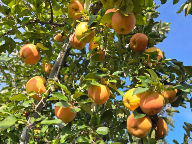 こばやし園 須坂市産 ムーンルージュ 約5kg【訳あり】