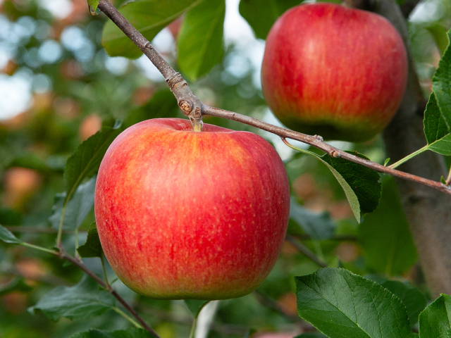 こばやし園 シナノスイート