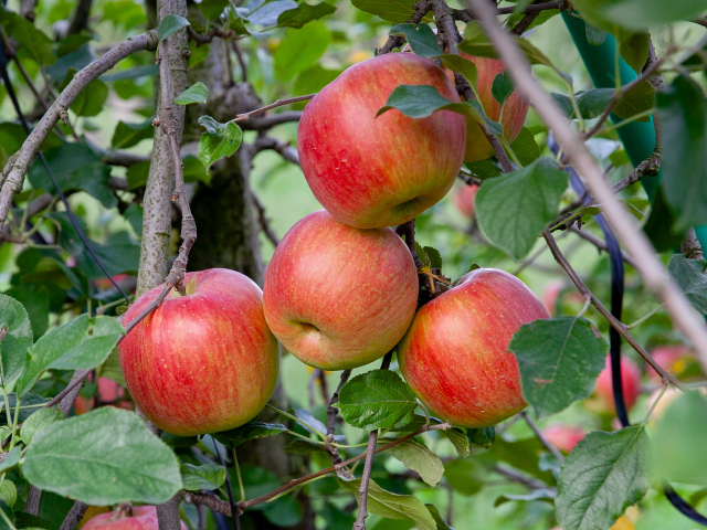 こばやし園　シナノスイート