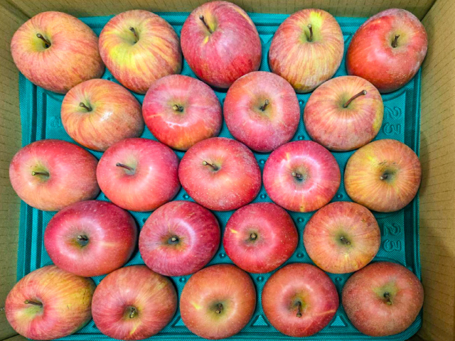 こばやし園 サンふじ小玉