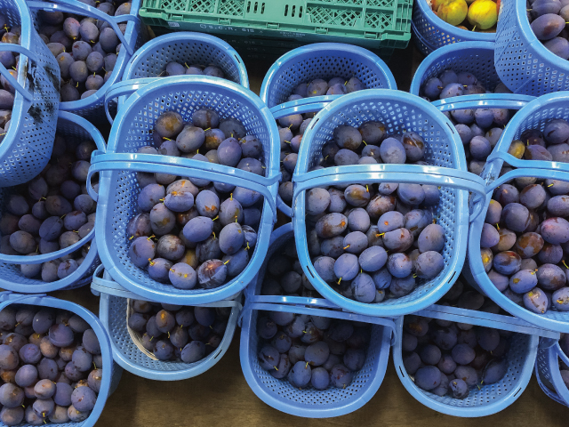 こばやし園 長野県産 プルーン400g×4P