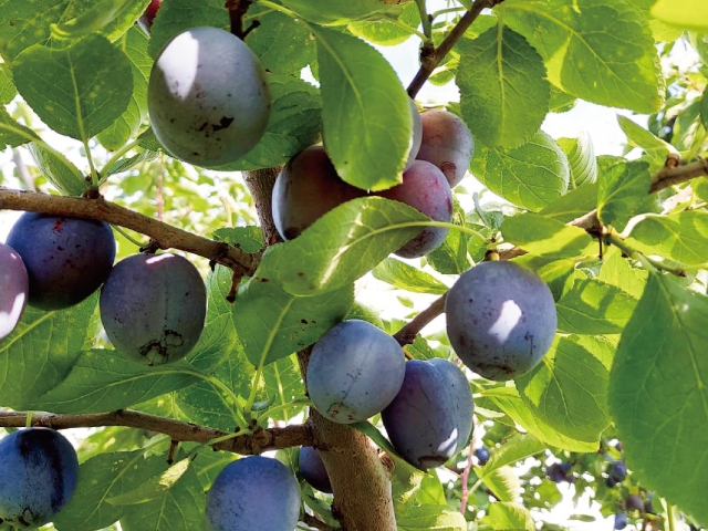 長野県産プルーン　シュガー予約ストップ　再開までお待ちください 長野県産プルーン シュガー予約ストップ 再開までお待ちください 長野