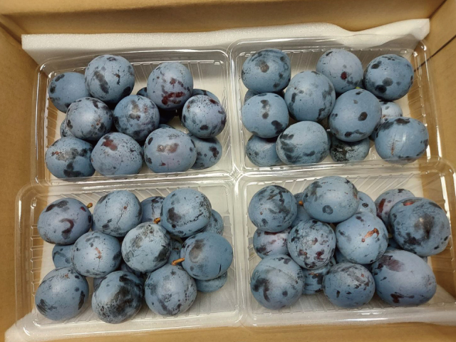 長野県産プルーン　シュガー予約ストップ　再開までお待ちください 長野県産プルーン シュガー予約ストップ 再開までお待ちください