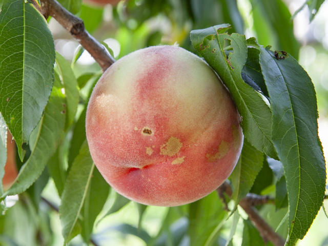 こばやし園なつっこ