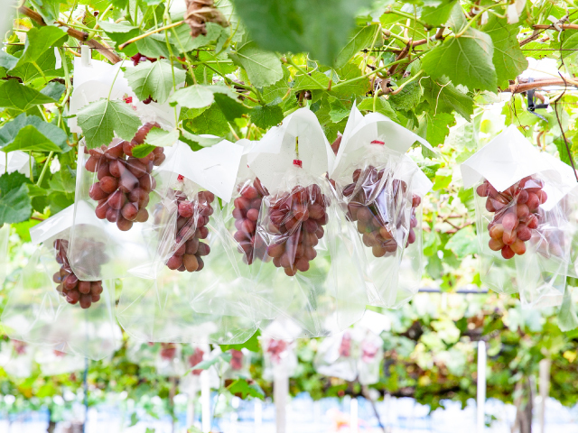 丸山農園のシャインマスカット＆クイーンルージュ約1.5kg