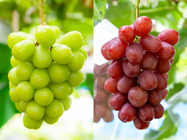 丸山農園 シャインマスカット＆クイーンルージュ