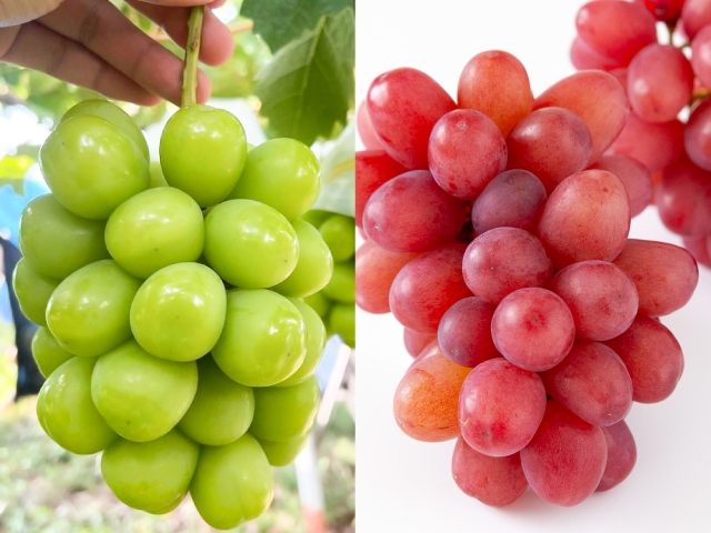 丸山農園 シャインマスカット＆クイーンルージュ