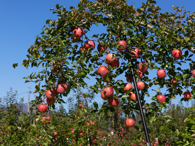 中山農園サンふじ