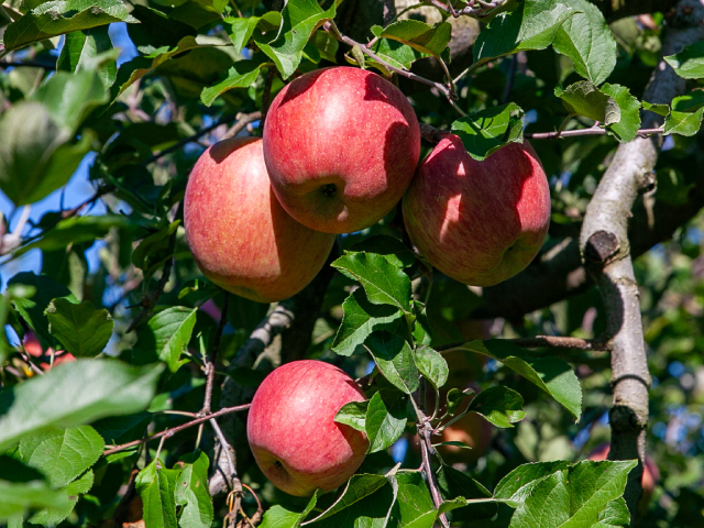 長野県山ノ内町 中山農園サンふじ 約5kg
