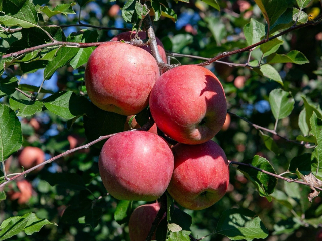 中山農園サンふじ