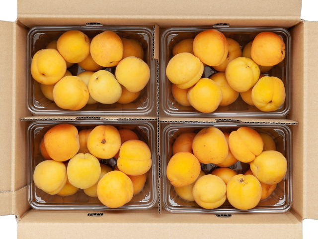 長野県産あんず 新潟大実2kg