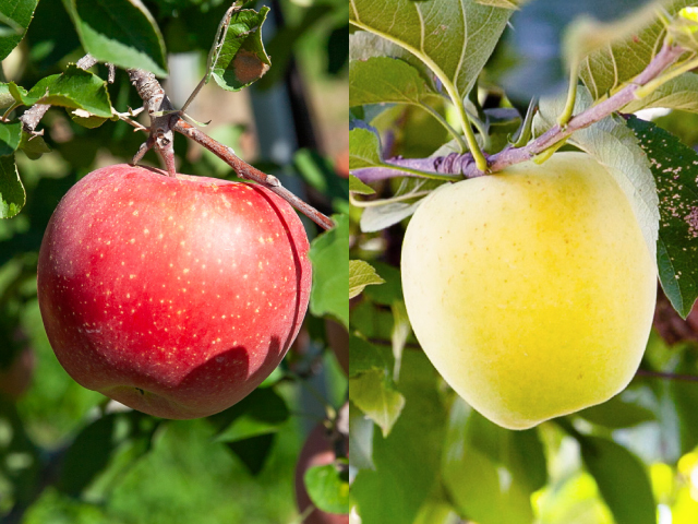荻原農園 サンふじ＆シナノゴールド