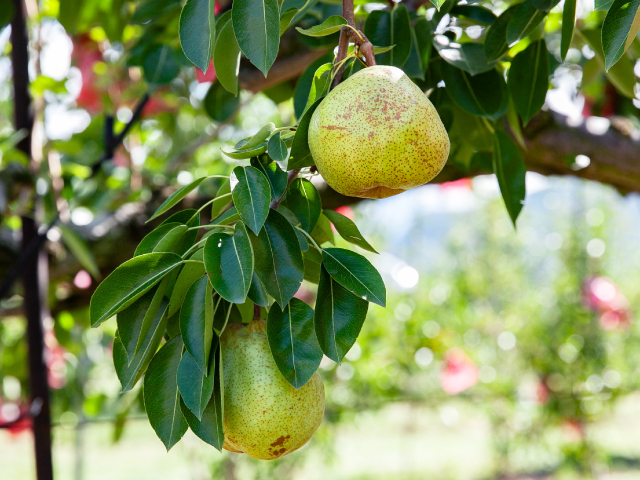 荻原農園 ラ・フランス