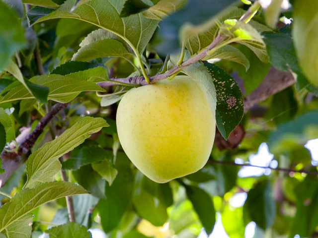 荻原農園 シナノゴールド