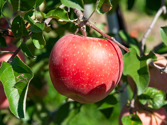 荻原農園 サンふじ