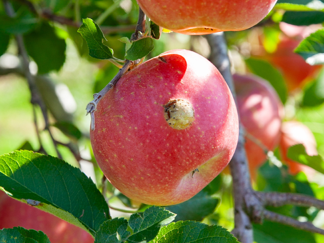 荻原農園 サンふじ