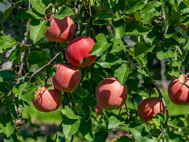荻原農園 長野県中野市産 サンふじ 約10kg【訳あり】