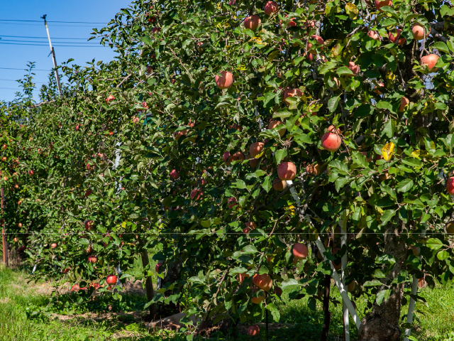 荻原農園 サンふじ