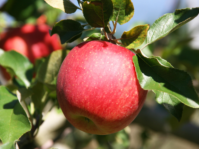 荻原農園シナノスイート