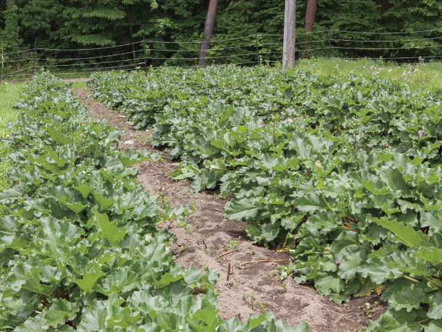 rhubarb_3.jpg?t=20220608174955