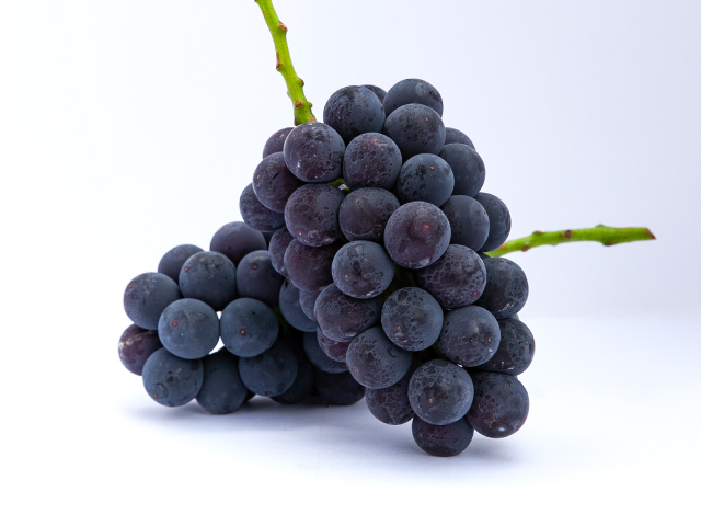 流園の種無し巨峰 約1.5kg