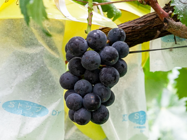 流園　種無し巨峰 訳あり