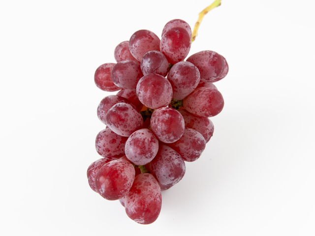 流園　スカーレット