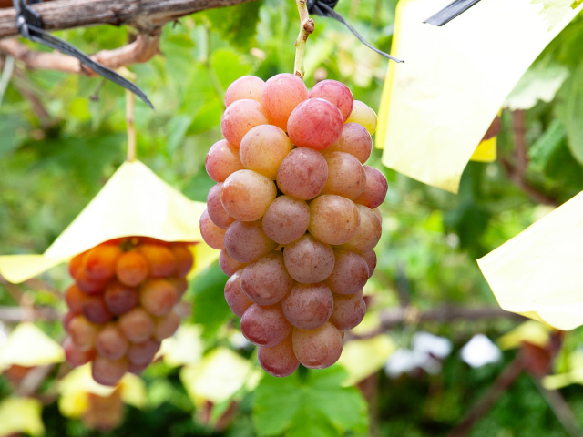 流園　スカーレット訳あり