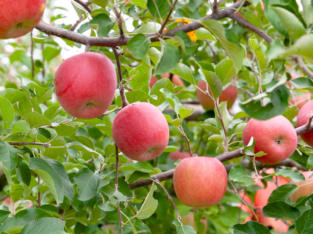 流園　サンふじ