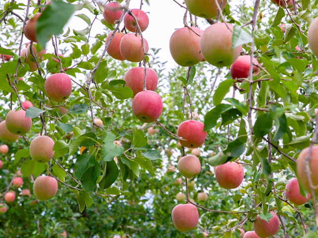 流園　サンふじ