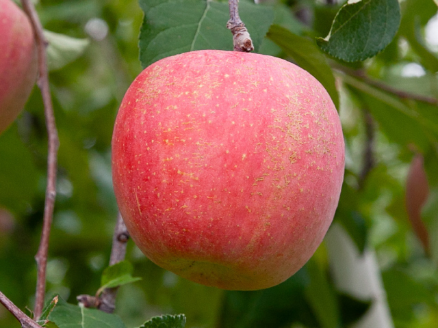 流園　サンふじ　訳あり