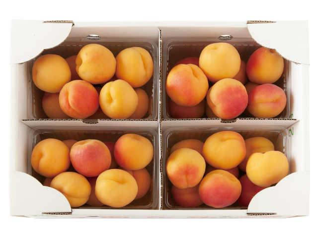 あんず　信州大実