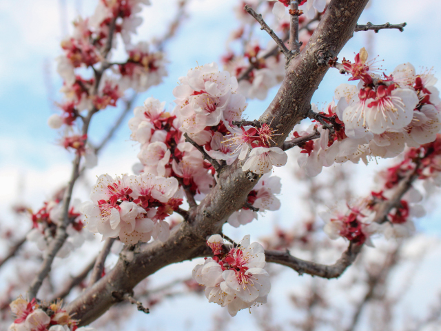 あんず　信州大実