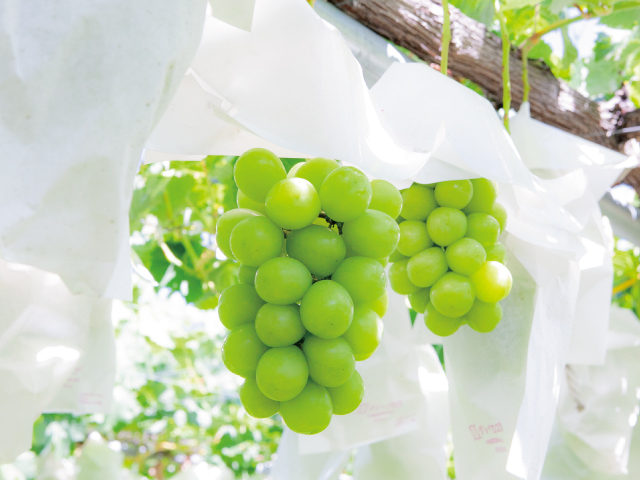 武田さんちのシャインマスカット