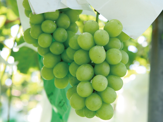 シャインマスカット