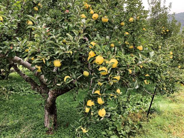 土恵シナノゴールド