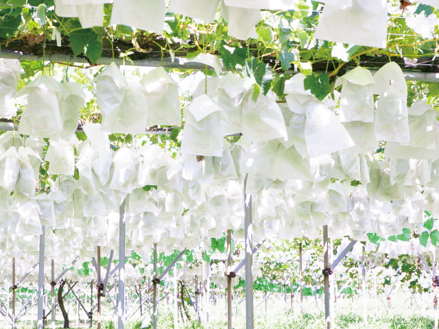 武田さんちシャインマスカット