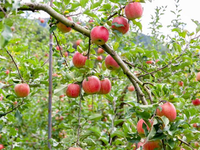 高山村 土恵農園 シナノスイート約3kg【訳あり】