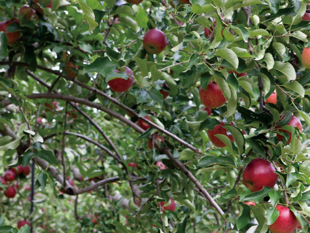 土恵農園　秋映