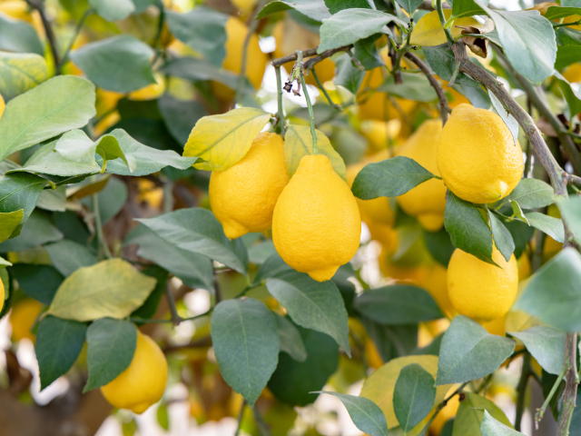 浦野さんちのレモン