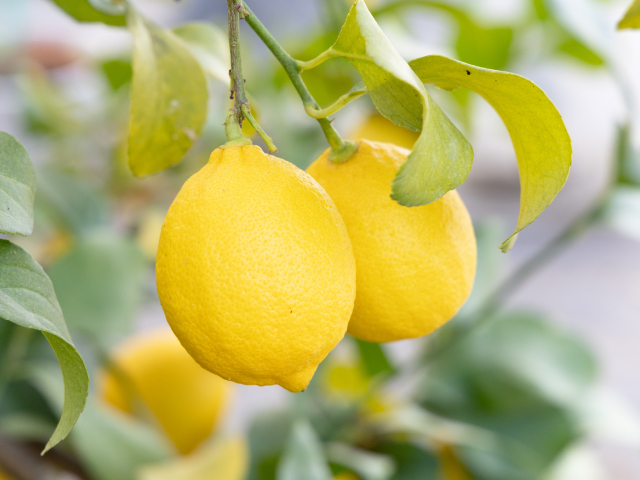 浦野さんちのレモン