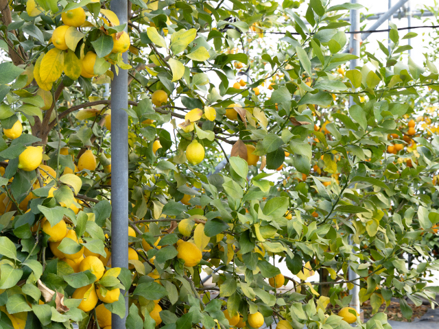 浦野さんちの須坂市産レモン 2kg