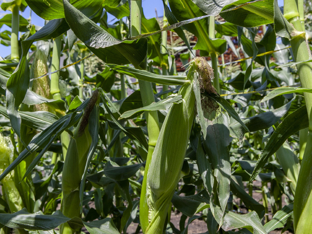 信濃町ゴールドラッシュ