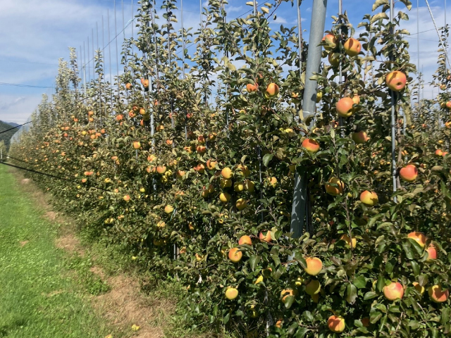 JAあづみ ぐんま名月