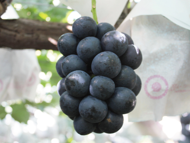 全農ナガノパープル