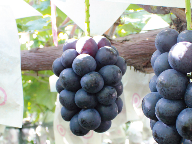 全農ナガノパープル