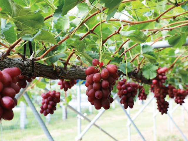 全農クイーンルージュ