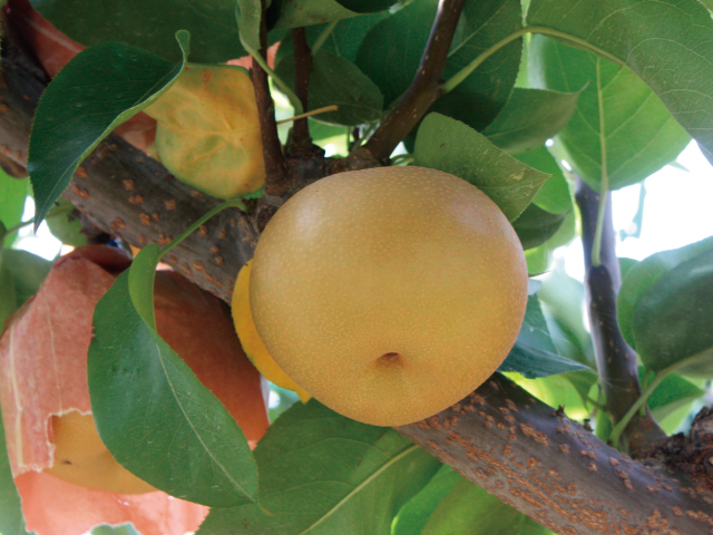 JAみなみ信州 梨 南水5kg－太鼓判－